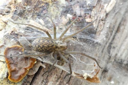 Eratigena agrestis